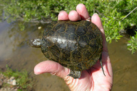 : Clemmys marmorata pallida; Southwestern Pond Turtle