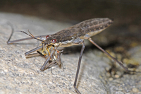 : Gerris remigis; Water Strider