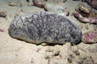 : Holothuria whitmaei