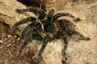 : Lasiodora parahybana; Brazilian Salmon Birdeater