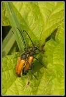 : Stictoleptura rubra