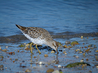 메추라기도요 Calidris acuminata | sharp-tailed sandpiper