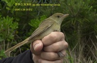 큰부리개개비Thick-billed Warbler