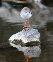 붉은발도요(Redshank)