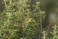 キイロムシクイ Yellow Flycatcher-Warbler Chloropeta natalensis