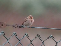 Trumpeter Finch