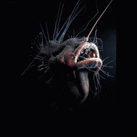Fanfin seadevil