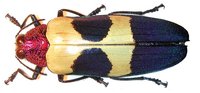 Chrysochroa buqueti