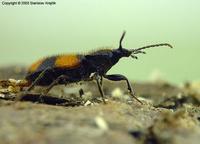 Panagaeus bipustulatus
