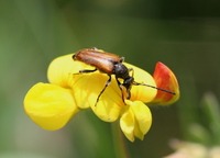 Pseudovadonia livida pecta