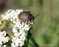 Galeruca pomonae pomonae