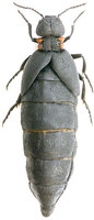 Physomeloe corallifer