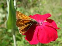 Ochlodes sylvanus - Large Skipper