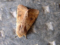 Orthosia cruda - Small Quaker