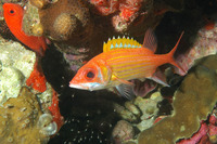 Neoniphon marianus, Longjaw squirrelfish: fisheries