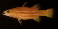 Liopropoma africanum, African basslet: