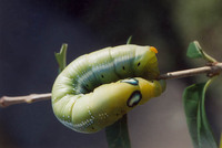 Daphnis nerii - Oleander Hawk-moth