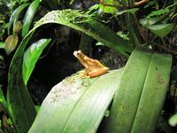 Hour-glass tree frog (Hyla ebraccata)