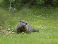 Image of: Marmota monax (woodchuck)