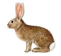 Image of: Sylvilagus audubonii (Audubon's cottontail)