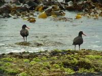 Haematopus fuliginosus - Sooty Oystercatcher