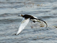 Hydrophasianus chirurgus - Pheasant-tailed Jacana