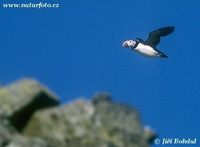 Fratercula arctica - Atlantic Puffin