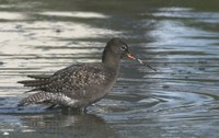 Tringa erythropus - Spotted Redshank