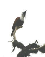 Procnias tricarunculata - Three-wattled Bellbird