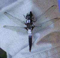 Image of: Libellula julia