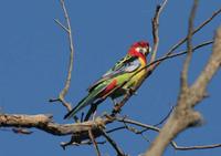 Platycercus eximius - Eastern Rosella