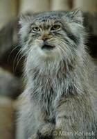 Otocolobus manul - Pallas's Cat