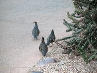 Image of: Callipepla gambelii (Gambel's quail)