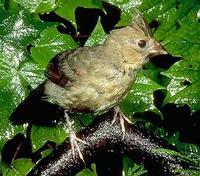 Image of: Cardinalis cardinalis (northern cardinal)