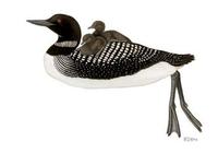 Image of: Gavia immer (common loon;great northern diver)