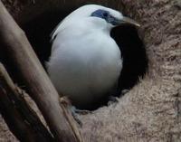 Image of: Leucopsar rothschildi (Bali myna)