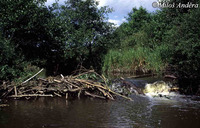 Castor fiber - Eurasian Beaver