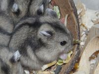 Phodopus sungorus - Dzhungarian Hamster