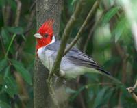 Image of: Paroaria coronata (red-crested cardinal)