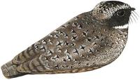 Image of: Phalaenoptilus nuttallii (common poorwill)