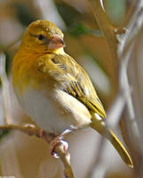 Image of: Ploceus velatus (African masked weaver)