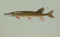 Image of: Esox niger (chain pickerel)