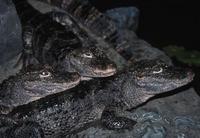 Image of: Alligator sinensis (Chinese alligator)