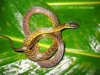 Image of: Liophis reginae