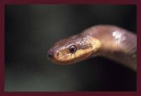 Zamenis longissimus - Aesculapean Snake