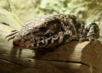 Tupinambis teguixin - Common Tegu