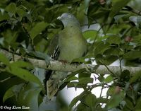 Little Green Pigeon - Treron olax
