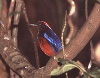 Garnet Pitta - Pitta granatina