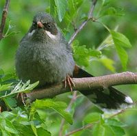 Brown-cheeked Laughingthrush - Garrulax henrici