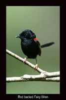 Red backed Fairy-wren